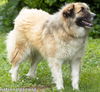 Beaver Cleaver in TN -  Loves to Play with Dogs!