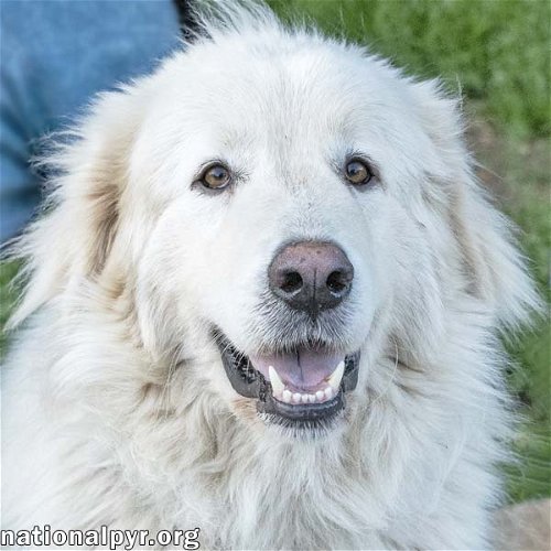 Gideon in TN - Loving and Affectionate!