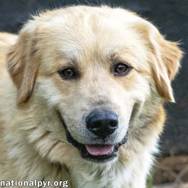 adoptable Dog in Lebanon, TN named Shasta in TN - Gorgeous & Sweet!