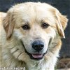 adoptable Dog in , TN named Shasta in TN - Gorgeous & Sweet!