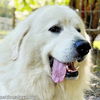 adoptable Dog in  named Spirit in SC - Super Sweet, Gentle & Loyal!