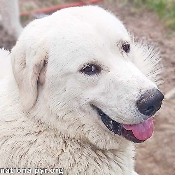 adoptable Dog in Hammond, LA named Scottie in LA - Gentle & Affectionate