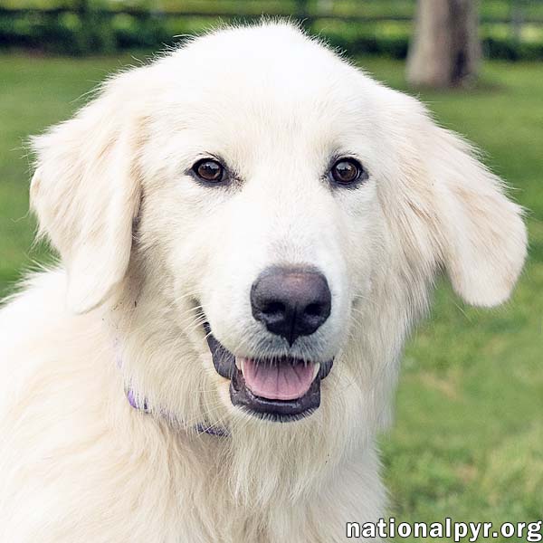 adoptable Dog in Lebanon, TN named Twinkie in TN - Happy Go Lucky Girl!