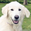 adoptable Dog in , TN named Twinkie in TN - Happy Go Lucky Girl!