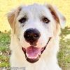 adoptable Dog in Durham, NC named Velma in NC - Happy-Go-Lucky Social Gal!