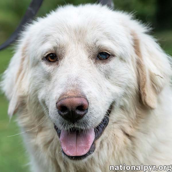 adoptable Dog in Lebanon, TN named Sandy in TN - Pocket-Pyr People-Lover!