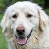 adoptable Dog in , TN named Sandy in TN - Pocket-Pyr People-Lover!