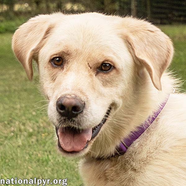 adoptable Dog in Lebanon, TN named Henry in TN - Gives Kisses for Pets!