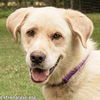 adoptable Dog in  named Henry in TN - Gives Kisses for Pets!