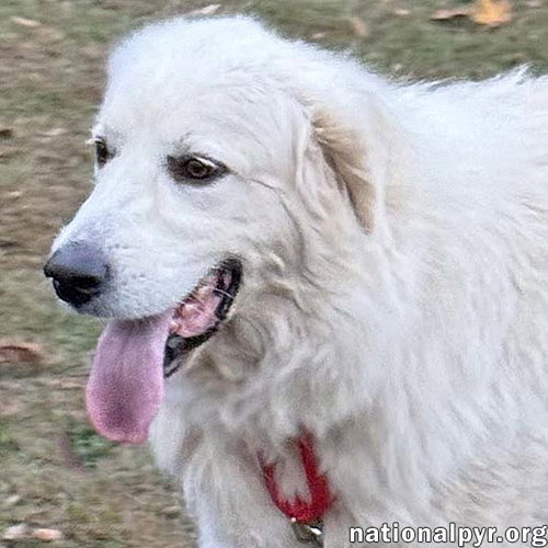 picture of the dog needing adoption