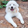 adoptable Dog in Raleigh, NC named Cotton in NC - Affectionate & Playful!