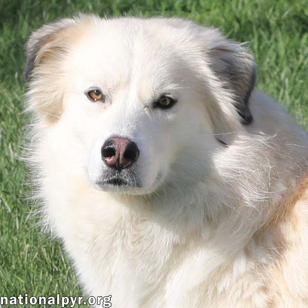 adoptable Dog in Lebanon, TN named Reba in TN - Has a Beautiful Spirit!