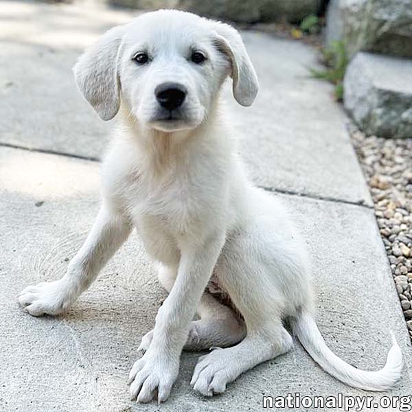 adoptable Dog in Ipswich, MA named Joy in MA - Loves to Cuddle!