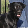 McGraw in MI - Sweet & Loves Attention!