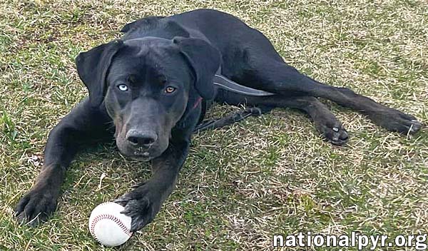 McGraw in OH - Sweet & Loves Attention!