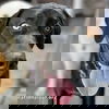 adoptable Dog in  named McGraw in OH - Sweet & Loves Attention!
