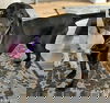 McGraw in OH - Sweet & Loves Attention!