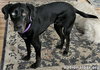 McGraw in OH - Sweet & Loves Attention! - Photo 2