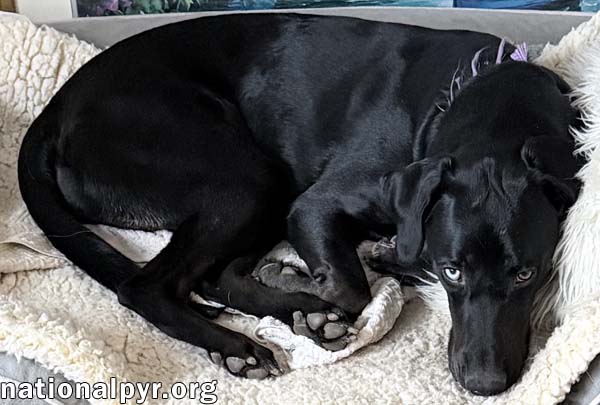 McGraw in OH - Sweet & Loves Attention!
