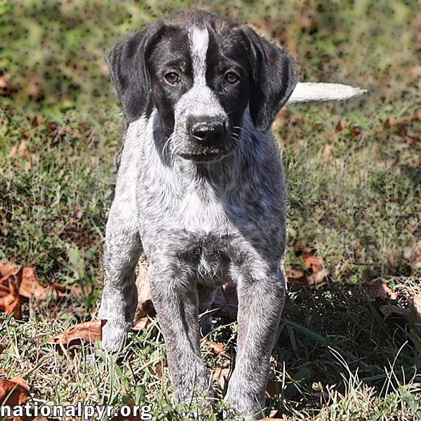 adoptable Dog in Lebanon, TN named Emmy Lou in TN - Curious & Cuddly!