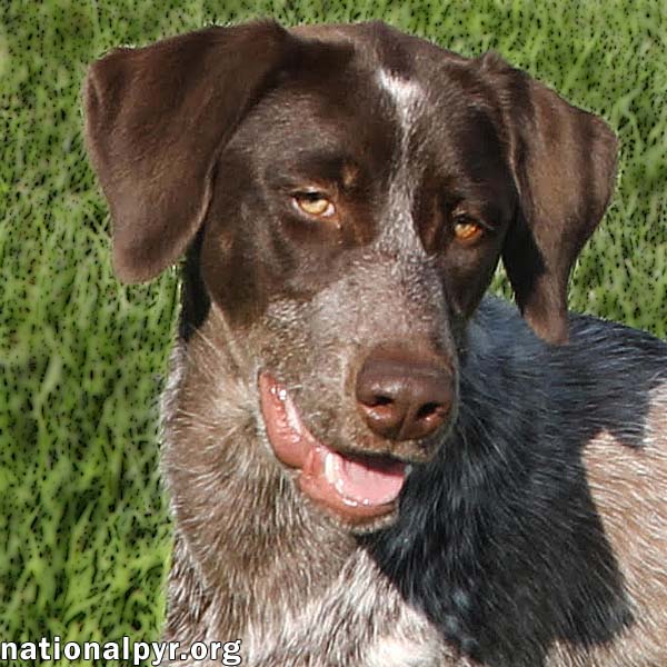 adoptable Dog in Lebanon, TN named Jolene in TN - Playful & Affectionate!