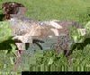 Jolene in TN - Playful & Affectionate!