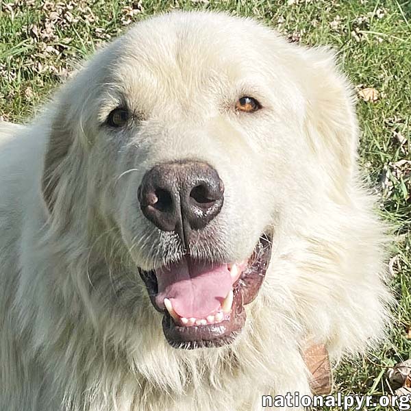 adoptable Dog in Columbia, TN named Casper in TN - The Friendly & Gentle Pyr!