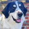 adoptable Dog in , KY named Breezy in KY - Easy-going & Loving!