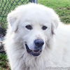 Chevy in KY - Gives a Pyr Lean to Trusted Humans!