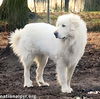 Chevy in KY - Gives a Pyr Lean to Trusted Humans!