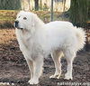 Chevy in KY - Gives a Pyr Lean to Trusted Humans!