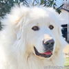 Chevy in KY - Gives a Pyr Lean to Trusted Humans!