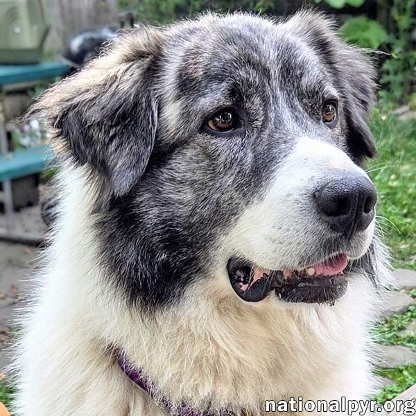 adoptable Dog in Thompson, CT named Georgia in CT - Sweet As A Peach!