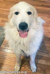 Massey in PA - Loyal & Cuddly Boy!