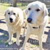 Bonnie and Clyde in GA - Calm & Low-Energy!