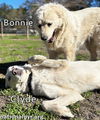 Bonnie and Clyde in GA - Calm & Low-Energy!