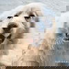 Beethoven in OH - Good-mannered & Adores Pets!