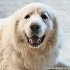 Beethoven in OH - Spirited Senior Who Adores Pets!