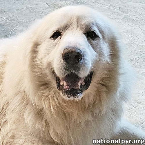 Beethoven in OH - Spirited Senior Who Adores Pets!