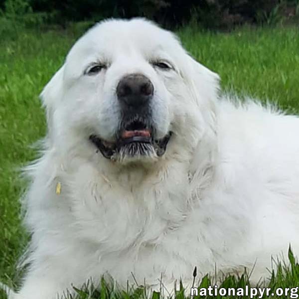 adoptable Dog in Toledo, OH named Beethoven in OH - Good-mannered & Adores Pets!