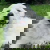 Beethoven in OH - Good-mannered & Adores Pets!