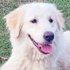 adoptable Dog in  named Norma Jean in LA - Loving, Playful & Sweet!