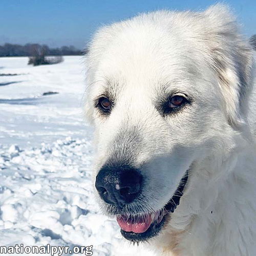 Samantha in TN - Walks Are Her Favorite!