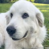 Samantha in TN - Walks Are Her Favorite!