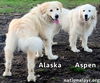 Aspen & Alaska in KY - pending