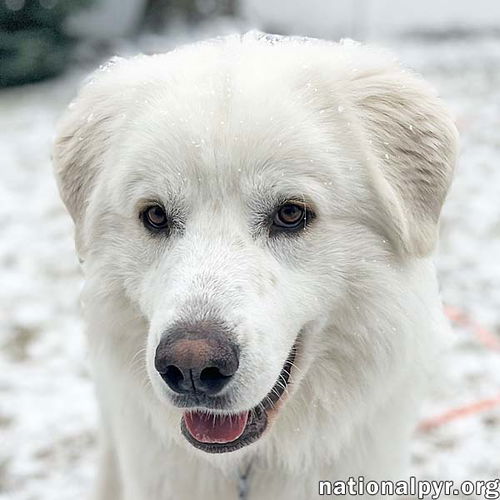 Shep in NJ - Affectionate & Charming Velcro Dog!