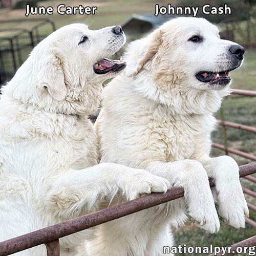 Johnny Cash & June Carter in VA - A Playful Duo!