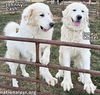 Johnny Cash & June Carter in VA - A Playful Duo!