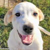 Lucky in KY - Loves to Snuggle & Give Kisses!