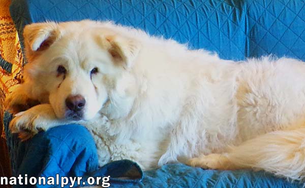 Clayton in TN - Super-Duper Playful Boy!